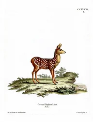 Red Deer Fawn (farget gravering)