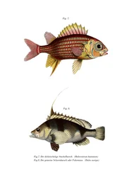 Rød ekornfisk (farge litho)