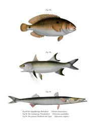 Red Yewel (farge litho)