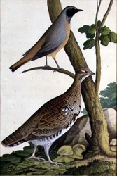 Rødstjert (Phoenicurus phoenicurus) og jerpe, ca. 1740