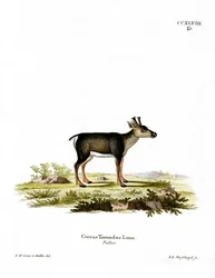 Reindeer Fawn (farget gravering)