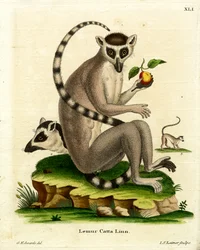 Ringhalelemur (farget gravering)