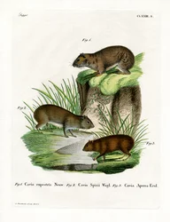 Rock Cavy (farget gravering)