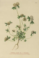 Rock Clover (Trifolium saxatile)