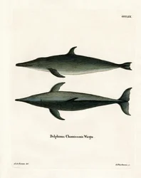 Rutann delfin (farget gravering)