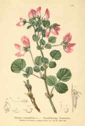 Round-leaved Restharrow (Ononis rotundifolia, Ononis tribracteata)