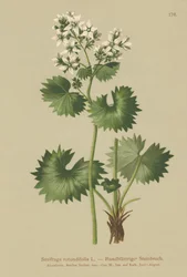 Rundbladet saxifrage (Saxifraga rotundifolia)