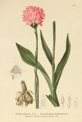Rundhodet orkidé (Orchis globosa, Traunsteinera globosa)