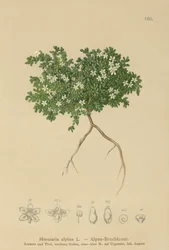 Ruptururt (Herniaria alpina, Herniaria ciliolata)