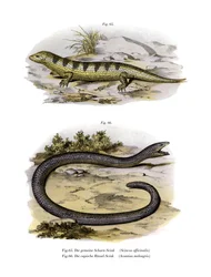 Sandfish Skink (farge litho)