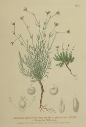Sandurt (Moehringia glaucovirens, Möhringia glaucovirens, Möhringia glauca, Moehringia glauca, Arenaria glaucovirens)