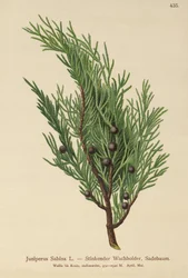 Savin Juniper (Juniperus Sabina)