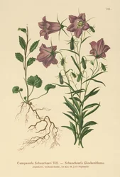 Scheuchzers klokkeblomst (Campanula Scheuzeri)