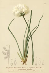Scheuchzers bomullsgress (Eriophorum Scheuchzeri, Eriophorum capitatum)