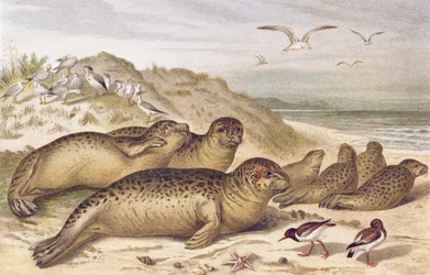 Seal, plate fra Brehms Animal Life: General Knowledge of the Animal Kingdom, vol.2, s.309, utgitt av Bibliografisk Institutt, 1890