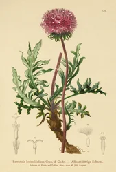 Serratula (Serratula heleniifolium)