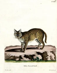 Serval (farget gravering)