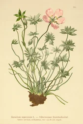 Silvery Cranes Bill (Geranium argenteum)