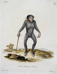 Simia pygmaeus, fra Pattedyr illustrert fra Nature med beskrivelser, av Johann Christian Daniel von Schreber (1739-1810), gravering av IC Bock, Tyskland