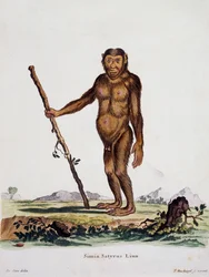Simia satyrus, fra Pattedyr illustrert fra Nature med beskrivelser, av Johann Christian Daniel von Schreber (1739-1810), gravering av I Nusbiegel etter tegning av De Seve, Tyskland