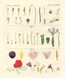 Enkelte blomsterdeler