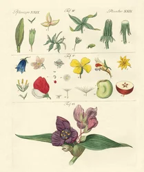Enkelte blomsterdeler