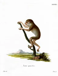 Slank Loris (farget gravering)
