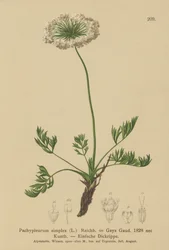 Liten alpin lovage (Pachypleurum mutellinoides, Pachypleurum simplex, Pachypleurum alpinum, Pachypleurum simplex, Neogaya simplex, Gaya simplex, Ligusticum simplex)