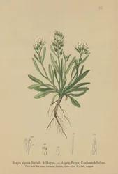 Glatt nordlig karse (Braya alpina, Sisymbrium alpinum)