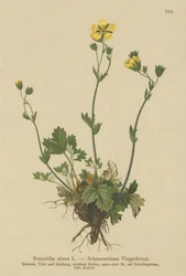 Snow Cinquefoil (Potentilla nivea)