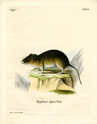 Snow Vole (farget gravering)
