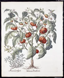 Solanum Pomiferum fra Hortus Eystettensis av Basil Besler (1561-1629) pub 1613 (håndfarget gravering)