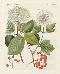 Noen typer gyldenrose (farget gravering)
