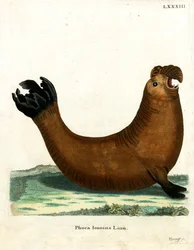 Southern Elephant Seal (farget gravering)