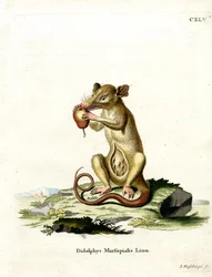 Southern Opossum (farget gravering)