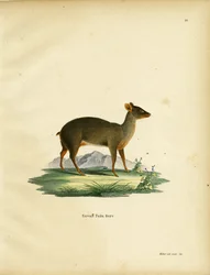 Sørlige Pudu