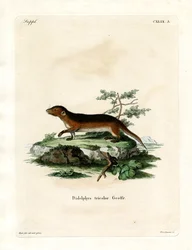 Southern Red-sided Opossum (farget gravering)