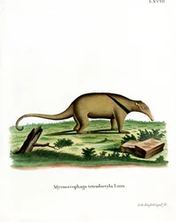 Sørlige Tamandua (farget gravering)