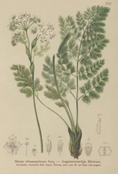 Spignel (Min atamantiske)