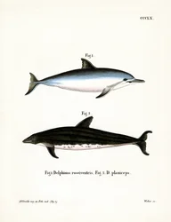 Spinner Dolphin (farget gravering)