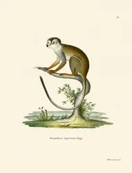 Squirrel Monkey (farget gravering)