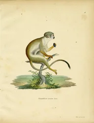 Squirrel Monkey (farget gravering)