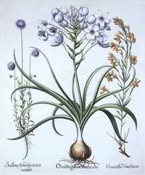 Star of Bethlehem , med blåblomstrede sauer og Dyers Greenwood, fra Hortus Eystettensis, av Basil Besler (1561-1629), pub. 1613 (håndfarget gravering)