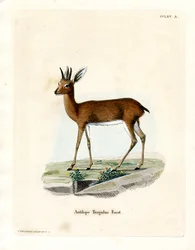Steenbok (farget gravering)