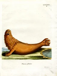 Steller Sea Lion (farget gravering)