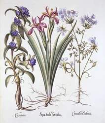 Stinking Iris, Orlaya og Crosswort Gentian, fra Hortus Eystettensis, av Basil Besler (1561-1629), pub. 1613 (håndfarget gravering)