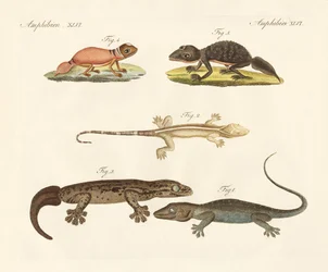 Merkelige dinosaurer (farget gravering)