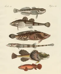 Merkelig fisk (farget gravering)