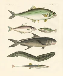 Merkelig fisk (farget gravering)