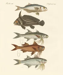 Merkelig fisk (farget gravering)